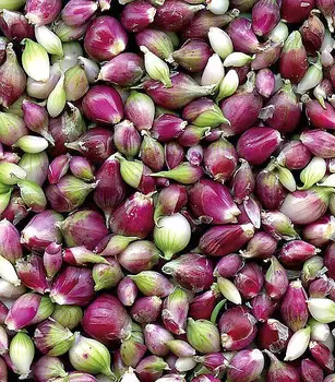 Лук многоярусный Ликова