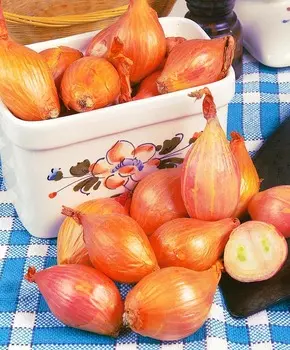 Лук Монастырский