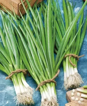 Лук на зелень Фактор