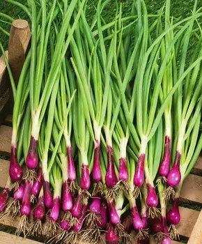 Лук на зелень Интус