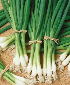 Лук на зелень Эверест