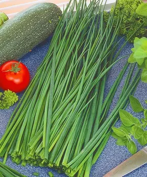 Лук на зелень Тотем