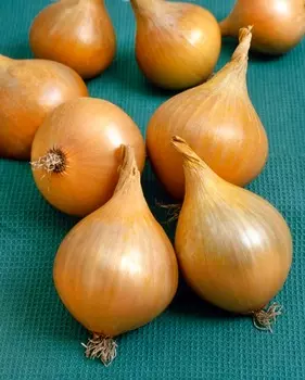 Лук репчатый Карлос F1