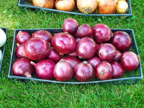 Лук репчатый Красная горка F1