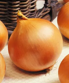 Лук репчатый Премито F1