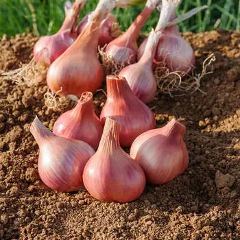 Лук семейный (шалот) Ред Сан