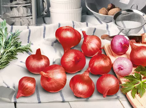 Лук Уральский красный