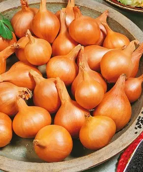 Лук Великоустюгский