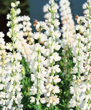 Люпин Белый 200гр