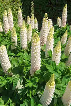 Люпин Белый