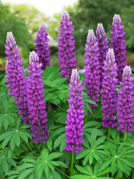 Люпин Галерея фиолетовый