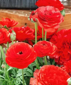 Лютик Маше Алый