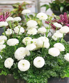 Лютик Маше Белый