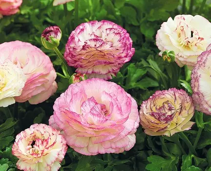 Лютик Маше Двуцветный набор