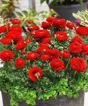 Лютик Маше Красный