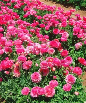 Лютик Маше Розовый