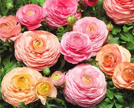 Лютик Розовый персик