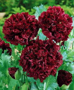 Мак пионовидный Чёрный