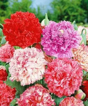 Мак пионовидный набор Шахерезада