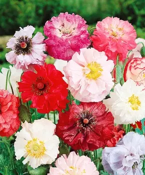 Мак самосейка Махровый набор