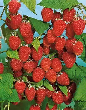 Малина Арочная