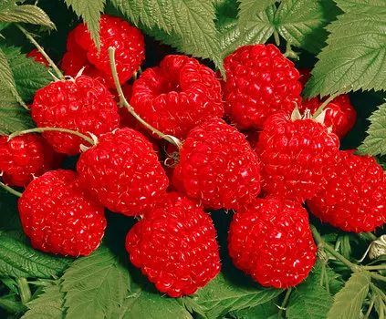 Малина Барнаульская