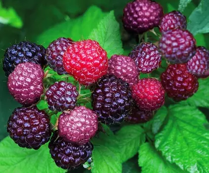 Малина Бристоль