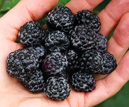 Малина черноплодная Черный бриллиант