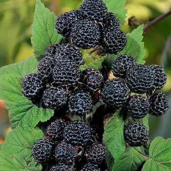 Малина черноплодная Черный бриллиант