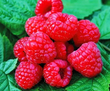 Малина Глен Эмпл