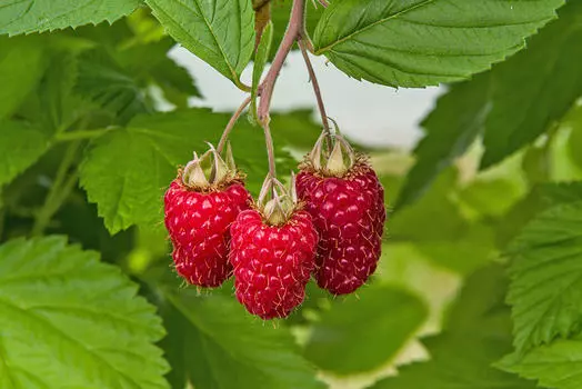 Малина Глен Каррон