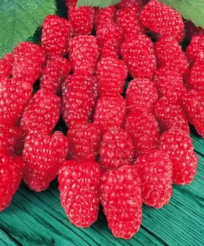 Малина Гусар