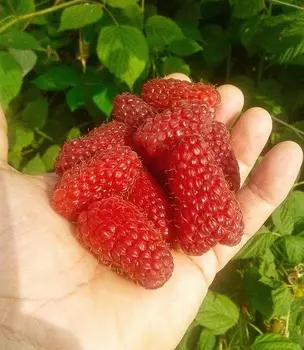 Малина Лячка