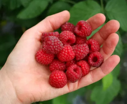 Малина Микер