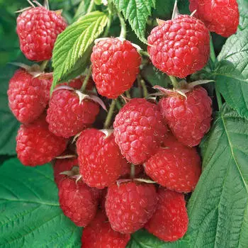 Малина ремонтантная Химбо топ