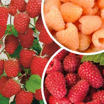 Малина ремонтантная комплект №1