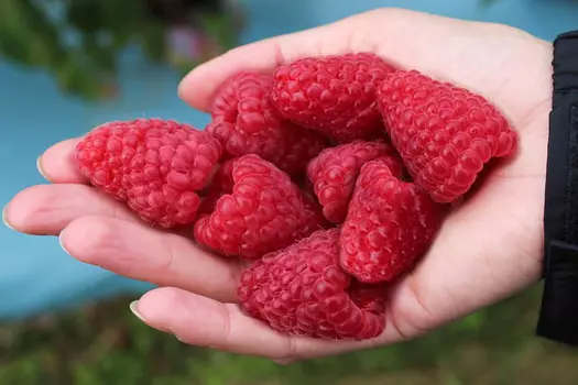 Малина ремонтантная Похвалинка