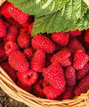 Малина ремонтантная Шапка Мономаха