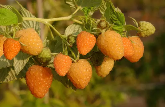 Малина Сладкоежка