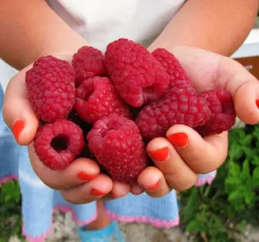 Малина Тадмор