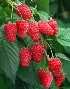 Малина Туламин