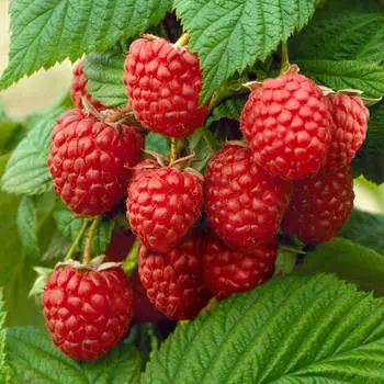 Малина Заматош