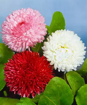 Маргаритка Монстроза Цветной ковёр