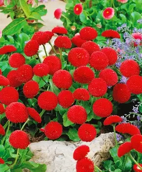 Маргаритка Тассо Красная