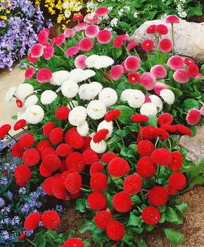 Маргаритка Яхонты набор