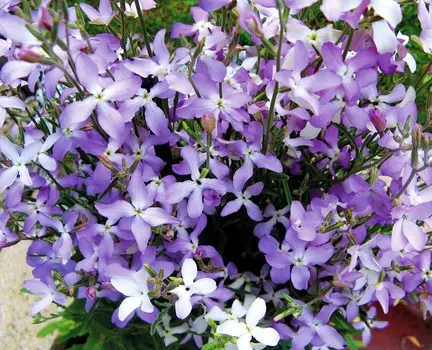 Маттиола Дивный аромат