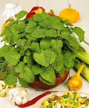 Мелисса Душистая