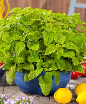Мелисса Лимонная