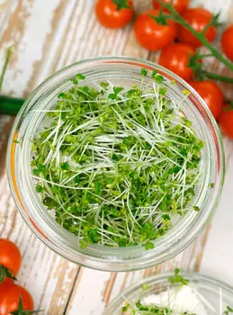 Микрозелень Горчица