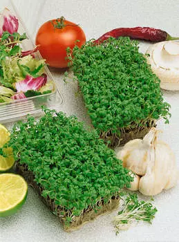 Микрозелень Кресс-салат